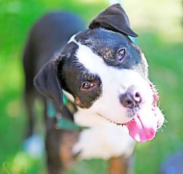 Photo of Dot 