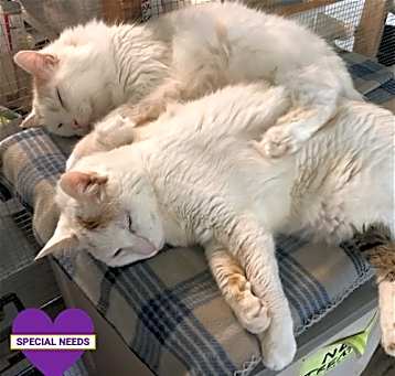 Photo of Ariel & Bijou