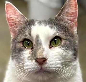 Photo of Dollop