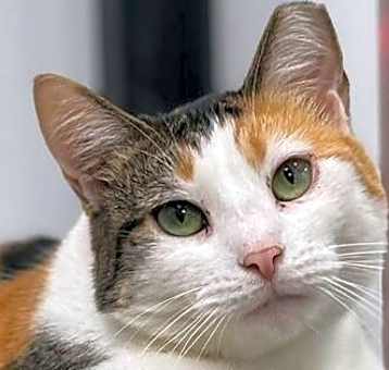 Photo of Margouse