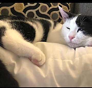 Photo of Bentley