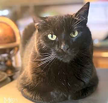 Photo of Pennie