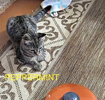 Photo of PEPPERMINT