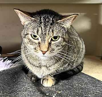 Photo of Tiggs
