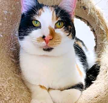 Photo of Calliope