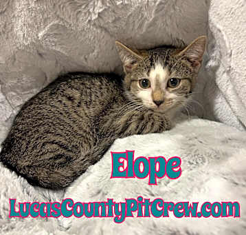 Photo of Elope