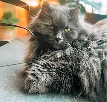 Photo of Smokey