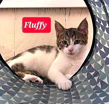 Photo of Fluffy