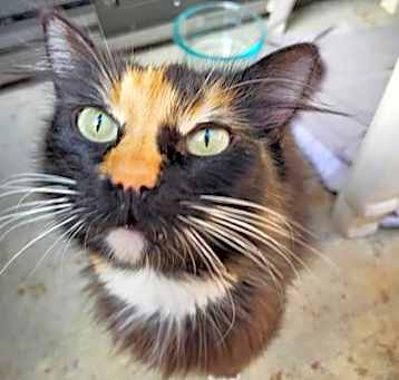 Photo of Callie