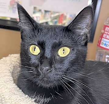 Photo of Ebony