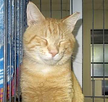Photo of Marmalade