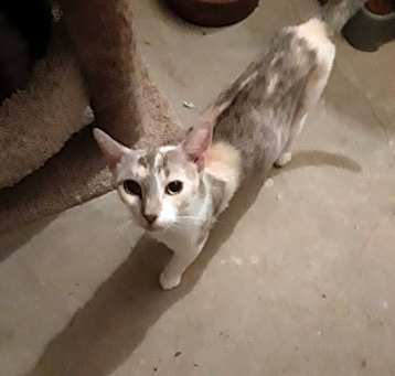 Photo of Willow