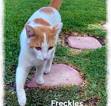 Photo of Freckles