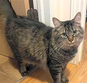 Photo of Merlin