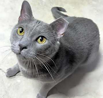 Photo of Koa