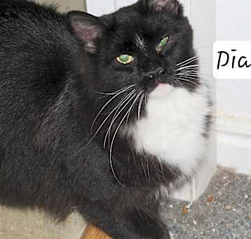 Photo of Diamond