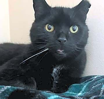 Photo of Coco