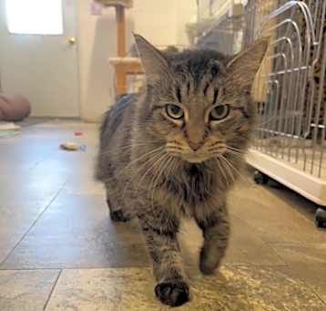 Photo of Muffin