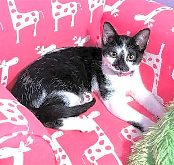 Photo of KITTEN PIPPIE