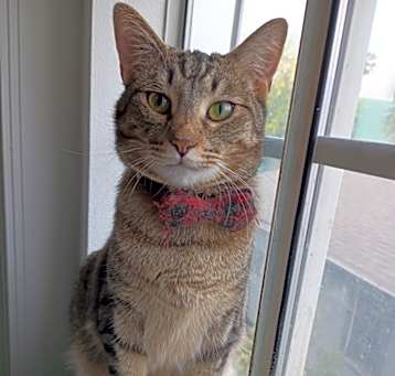 Photo of Badger