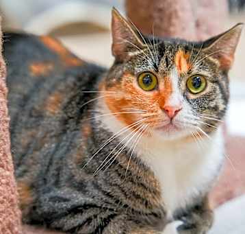 Photo of Carina