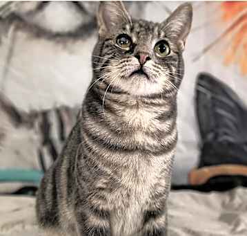 Photo of Hank (the original)