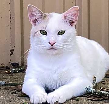 Photo of Petrie