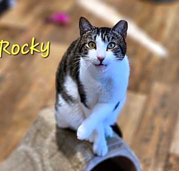 Photo of Rocky