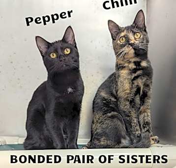 Photo of Chilli / Pepper