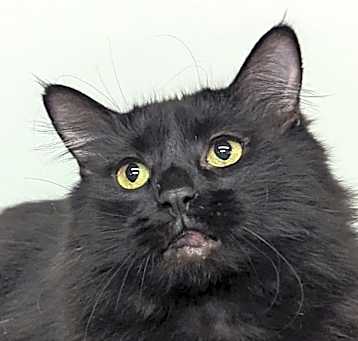 Photo of Angus