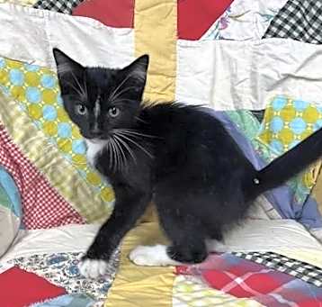 Photo of Sweet Pea