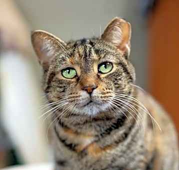 Photo of Pumpkin