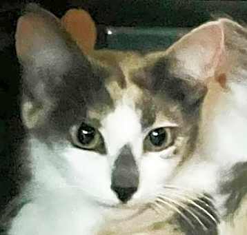 Photo of Cali
