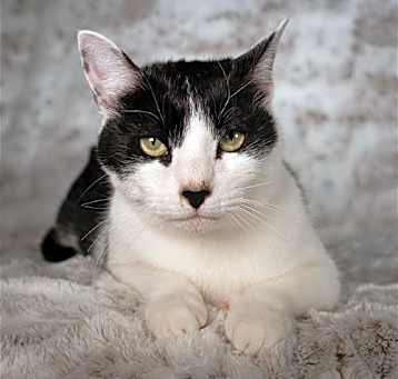 Photo of Merlotte - Andrea foster