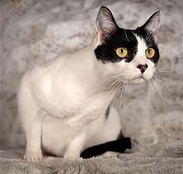Photo of Sookie - Andrea foster