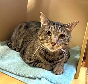 Photo of Cat Boy