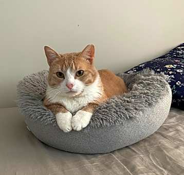 Photo of Hank