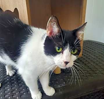 Photo of Cookie