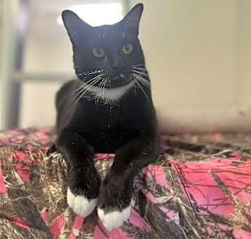 Photo of Bobby Sox