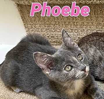 Photo of Phoebe