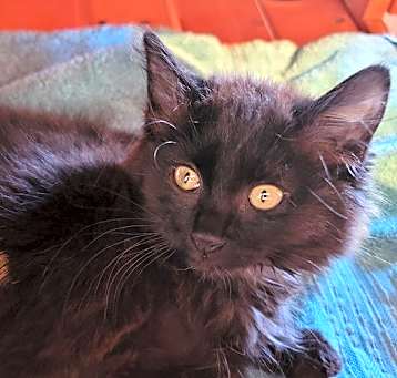 Photo of Ninety-Nine Kitten 1 "Kit"