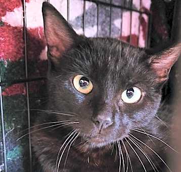 Photo of Feral - Midnight