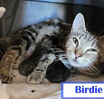Photo of Birdie