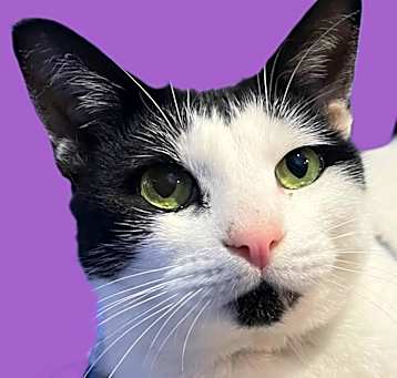 Photo of Cadbury