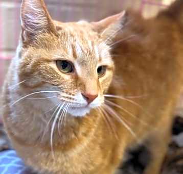 Photo of Munchkin