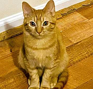 Photo of Nacho