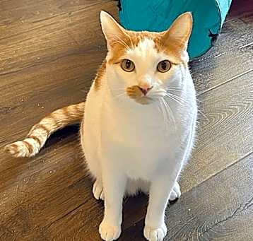 Photo of Beau