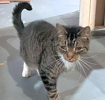 Photo of Mittens