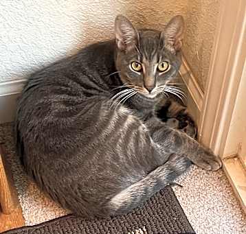 Photo of Grayson