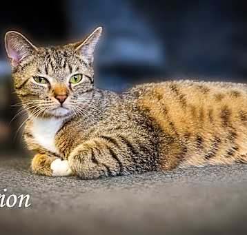Photo of Orion